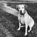 Labrador retriever in black and white