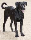 Labrador-retriever breed dog at red bud isle, austin texas