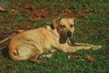 Labrador retriever breed dog sitting on lawn Royalty Free Stock Photo