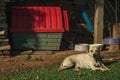 Labrador retriever breed dog sitting on lawn Royalty Free Stock Photo