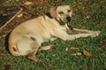 Labrador retriever breed dog sitting on lawn Royalty Free Stock Photo