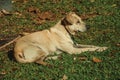 Labrador retriever breed dog sitting on lawn Royalty Free Stock Photo