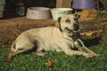 Labrador retriever breed dog sitting on lawn Royalty Free Stock Photo