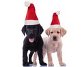 Labrador retriever brothers are celebrating christmas Royalty Free Stock Photo