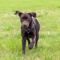 Labrador retriever, Canis lupus familiaris on a grass field. Healthy chocolate brown labrador retriever Royalty Free Stock Photo