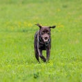 Labrador retriever, Canis lupus familiaris on a grass field. Healthy chocolate brown labrador retriever Royalty Free Stock Photo