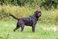 Labrador retriever, Canis lupus familiaris on a grass field. Healthy chocolate brown labrador retriever Royalty Free Stock Photo