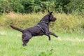 Labrador retriever, Canis lupus familiaris on a grass field. Healthy chocolate brown labrador retriever Royalty Free Stock Photo