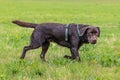 Labrador retriever, Canis lupus familiaris on a grass field. Healthy chocolate brown labrador retriever Royalty Free Stock Photo