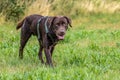 Labrador retriever, Canis lupus familiaris on a grass field. Healthy chocolate brown labrador retriever Royalty Free Stock Photo