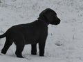 Labrador Retriever charcoal puppy snow Royalty Free Stock Photo