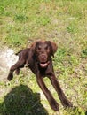 LABRADOR RETRIEVER Royalty Free Stock Photo