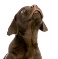 Labrador retriever chocolate Royalty Free Stock Photo