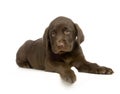 Labrador retriever chocolate Royalty Free Stock Photo