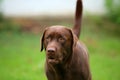 Labrador Retriever chocolate color portrait. Royalty Free Stock Photo