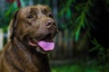 Labrador retriever. Chocolate labrador. Brown dog on green background. Royalty Free Stock Photo