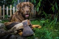 Labrador retriever. Chocolate labrador. Brown dog on green background. Royalty Free Stock Photo