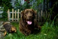 Labrador retriever. Chocolate labrador. Brown dog on green background. Royalty Free Stock Photo