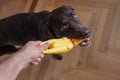 Labrador retriever chocolate plays with owner and yellow toy chicken. fun and dog training Royalty Free Stock Photo