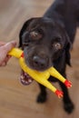 Labrador retriever chocolate plays with owner and yellow toy chicken. fun and dog training Royalty Free Stock Photo