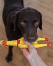 Labrador retriever chocolate plays with owner and yellow toy chicken. fun and dog training Royalty Free Stock Photo