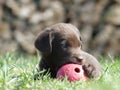 Labrador Retriever chocolate puppy with ball Royalty Free Stock Photo