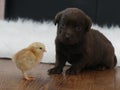 Labrador Retriever chocolate puppy with a chick Royalty Free Stock Photo