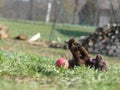Labrador Retriever chocolate puppy fall down with ball Royalty Free Stock Photo