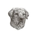 Labrador retriever closeup black and white dog portrait. Vector illustration of pet face Royalty Free Stock Photo