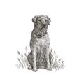Labrador retriever closeup black and white dog portrait. Vector illustration of pet face