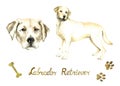 Labrador Retriever collection, standing side view and face, bone and paw imprints design elements, hand painted watercolor