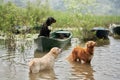 Labrador Retriever and Companions Enjoying a Serene Lakeside Retreat