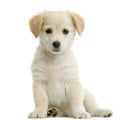 Labrador retriever cream Royalty Free Stock Photo