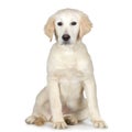 Labrador retriever cream Royalty Free Stock Photo