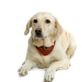 Labrador retriever cream Royalty Free Stock Photo