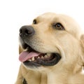 Labrador retriever cream Royalty Free Stock Photo
