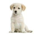 Labrador retriever cream Royalty Free Stock Photo