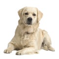 Labrador retriever cream Royalty Free Stock Photo