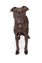 Labrador Retriever Crossbreed Dog Standing Over White Royalty Free Stock Photo