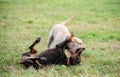 Labrador Retriever and a Doberman Pinscher dogs playing, fighting in the park Royalty Free Stock Photo