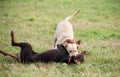 Labrador Retriever and a Doberman Pinscher dogs playing, fighting in the park Royalty Free Stock Photo