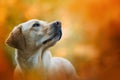 Labrador dog standing in autumn landscape