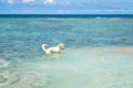 The Labrador Retriever dog in blue sea with clear blue sky at Koh Chang island in Thailand