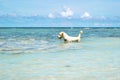 The Labrador Retriever dog in blue sea with clear blue sky at Koh Chang island in Thailand