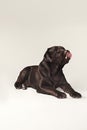 Labrador Retriever dog breed dog brown Wide tongue out hunger