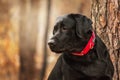 Labrador Retriever Dog breed on the field. Dog running on the green grass. Active dog outdoor. Royalty Free Stock Photo