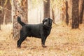 Labrador Retriever Dog breed on the field. Dog running on the green grass. Active dog outdoor.