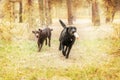 Labrador Retriever Dog breed on the field. Dog running on the green grass. Active dog outdoor. Royalty Free Stock Photo