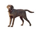 Labrador retriever dog