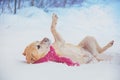 Labrador retriever dog dressed in a red scarf lying on the snow Royalty Free Stock Photo
